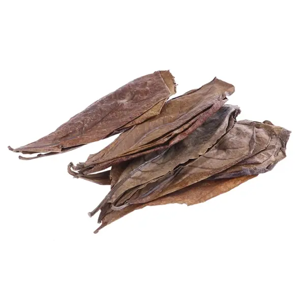 20 Pieces Indian Almond Tree Leaves for Aquariums - Image 4