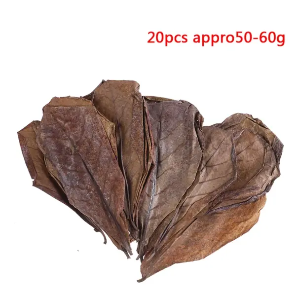 20 Pieces Indian Almond Tree Leaves for Aquariums - Image 2