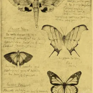 Scc542eae571545b684646dd9a1198cabv