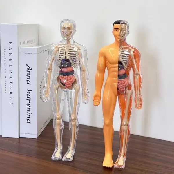 Human Anatomy 3D Torso Model Kit - Image 3