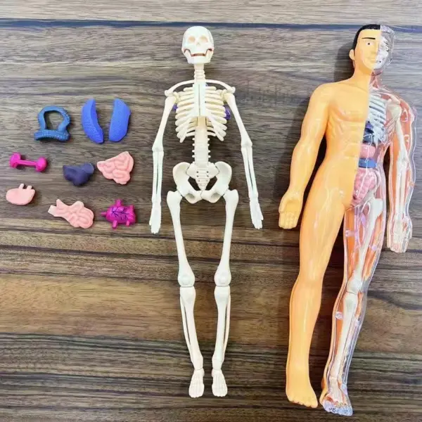 Human Anatomy 3D Torso Model Kit - Image 12