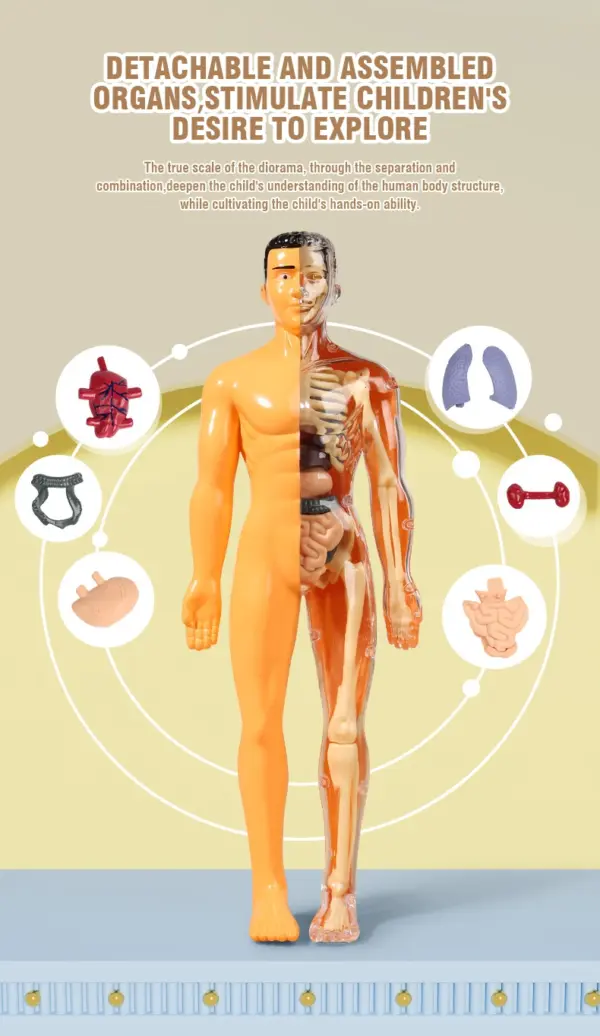 Human Anatomy 3D Torso Model Kit - Image 6