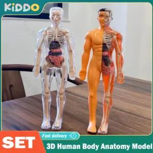 Human Anatomy 3D Torso Model Kit