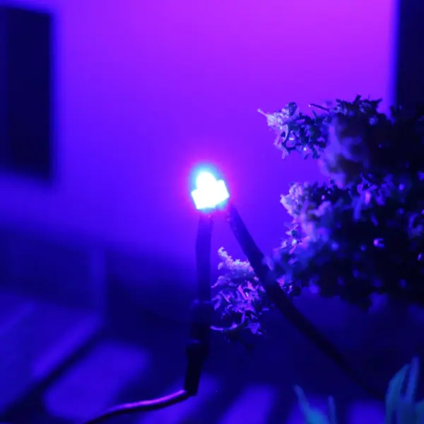 20pcs Pre-Wired 1.8mm LED Lamps 12V DC - Image 4