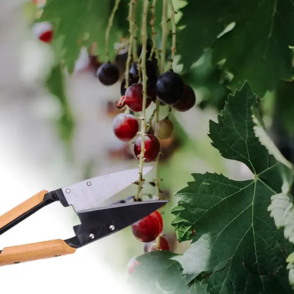 Ergonomic 13inch Stainless Steel Pruning Shear - Image 5