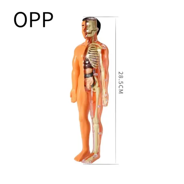 Human Anatomy 3D Torso Model Kit - Image 9