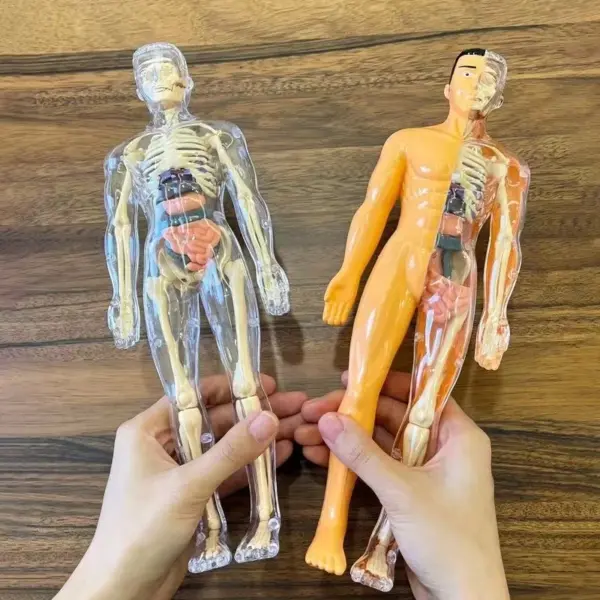 Human Anatomy 3D Torso Model Kit - Image 4