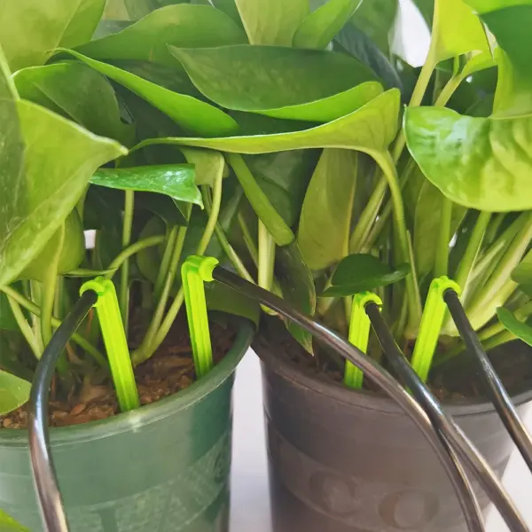Green Drippers 1/8 inches for Micro Drip Systems - Image 3