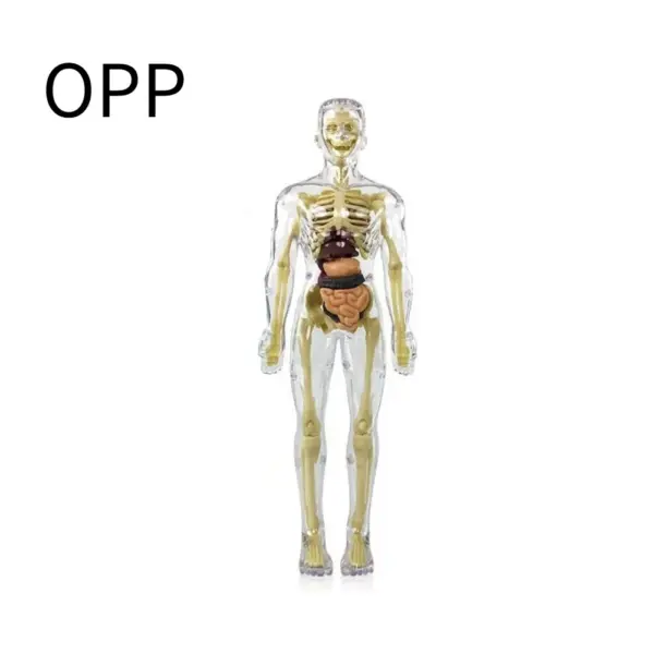 Human Anatomy 3D Torso Model Kit - Image 10