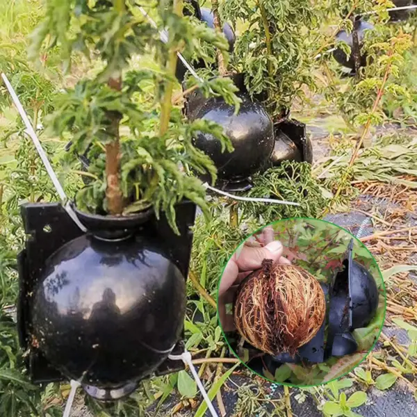 Tree Root Growing Box for Plant Propagation - Image 5