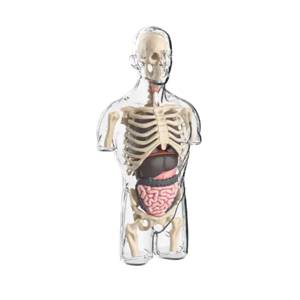 Human Anatomy 3D Torso Model Kit - Image 7
