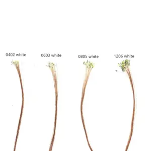 Sa6f23ceae758426fbd81e757c71e60dfE