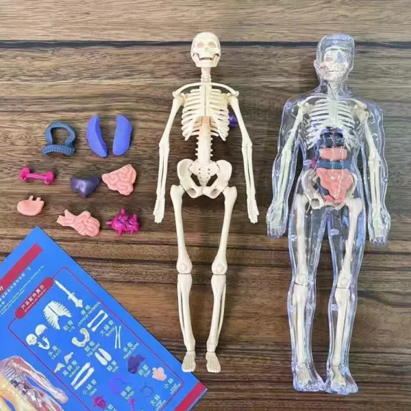Human Anatomy 3D Torso Model Kit - Image 11