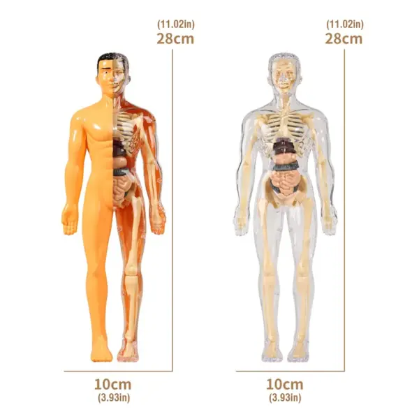 Human Anatomy 3D Torso Model Kit - Image 5