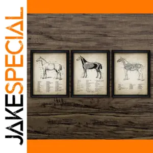 Vintage Horse Anatomy Canvas Wall Art Print