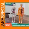 Human Anatomy 3D Torso Model Kit