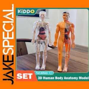 Human Anatomy 3D Torso Model Kit