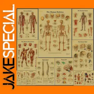Anatomy and Physiology Vintage Poster A4 A3