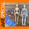 Human Skeleton Structure Puzzle for Kids