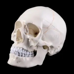 Life-Size Anatomical Human Skull Model 7 H40212a41c3ed4a1099b8adcd03046363g