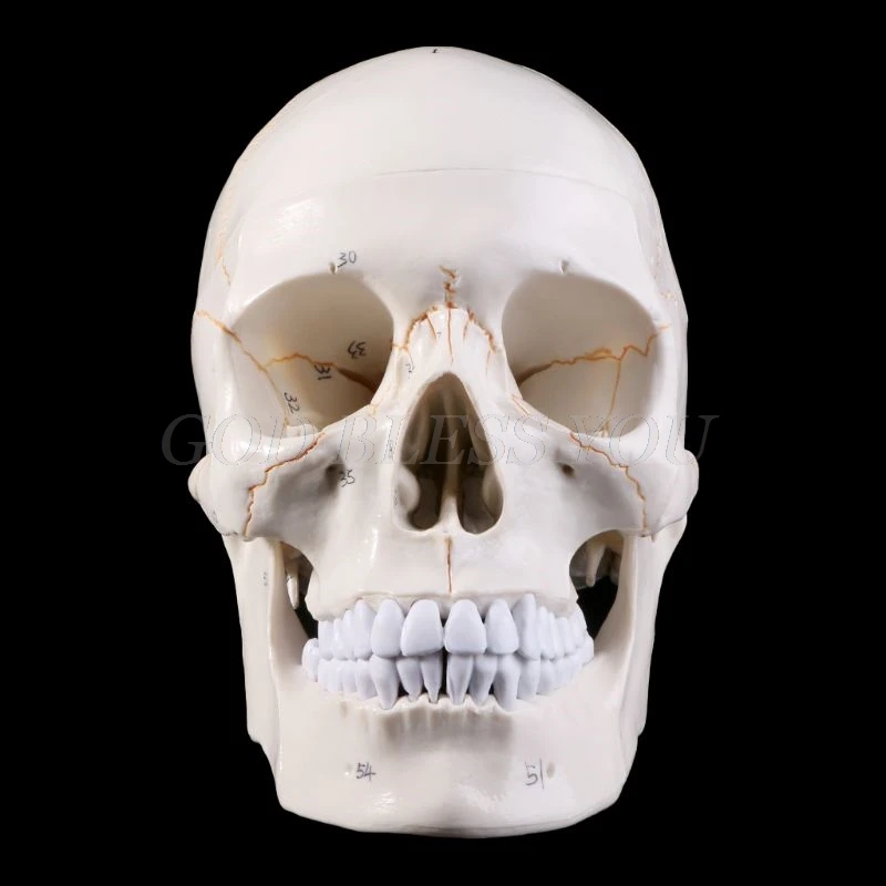 Life-Size Anatomical Human Skull Model 3 Life-Size Anatomical Human Skull Model - Image 3