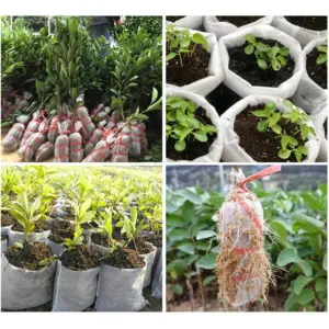 S01268f4060b84cf2aafb317c99b47bd1i