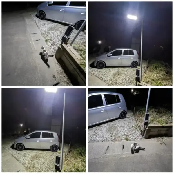 250W Solar Flood Light with Motion Sensor - Image 5