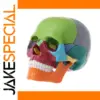 Life-Sized Human Skull Anatomical Model