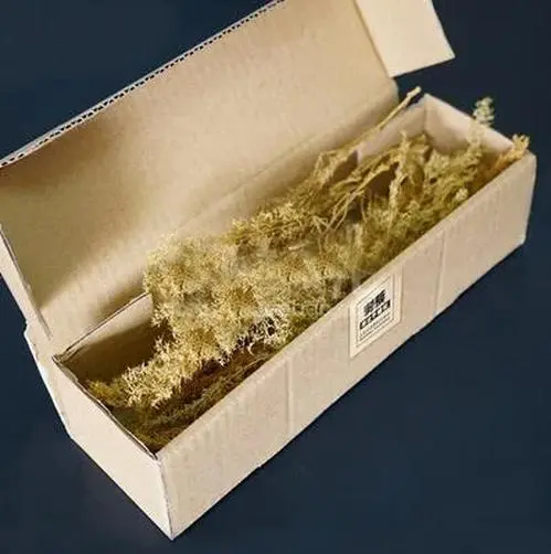 Miniature Chenopodium Spinosum Model for Dioramas 6 Miniature Chenopodium Spinosum Model for Dioramas - Image 6