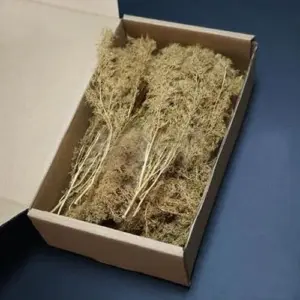 Miniature Chenopodium Spinosum Model for Dioramas 13 8d40565efd9c4e37bdf003de upscaled