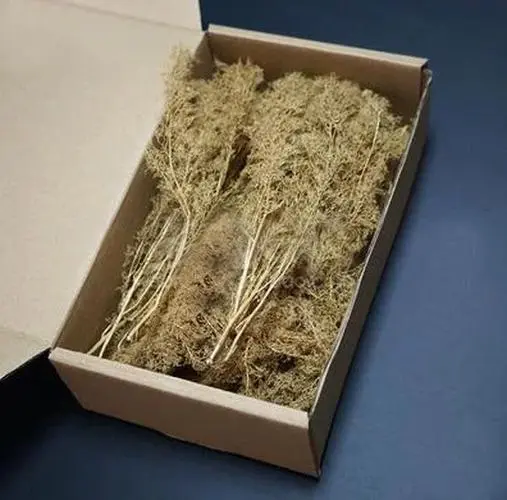 Miniature Chenopodium Spinosum Model for Dioramas 7 Miniature Chenopodium Spinosum Model for Dioramas - Image 7