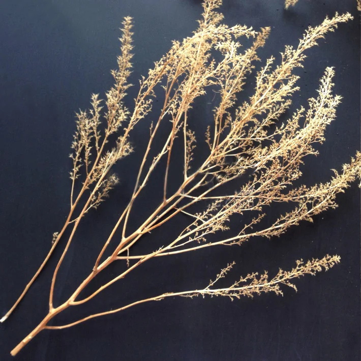 Miniature Chenopodium Spinosum Model for Dioramas 2 Miniature Chenopodium Spinosum Model for Dioramas - Image 2