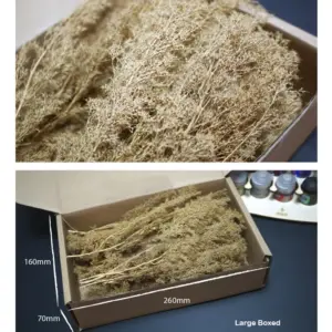 Miniature Chenopodium Spinosum Model for Dioramas 10 H9628b9901ee144d7b7613cbf7cfd5184s