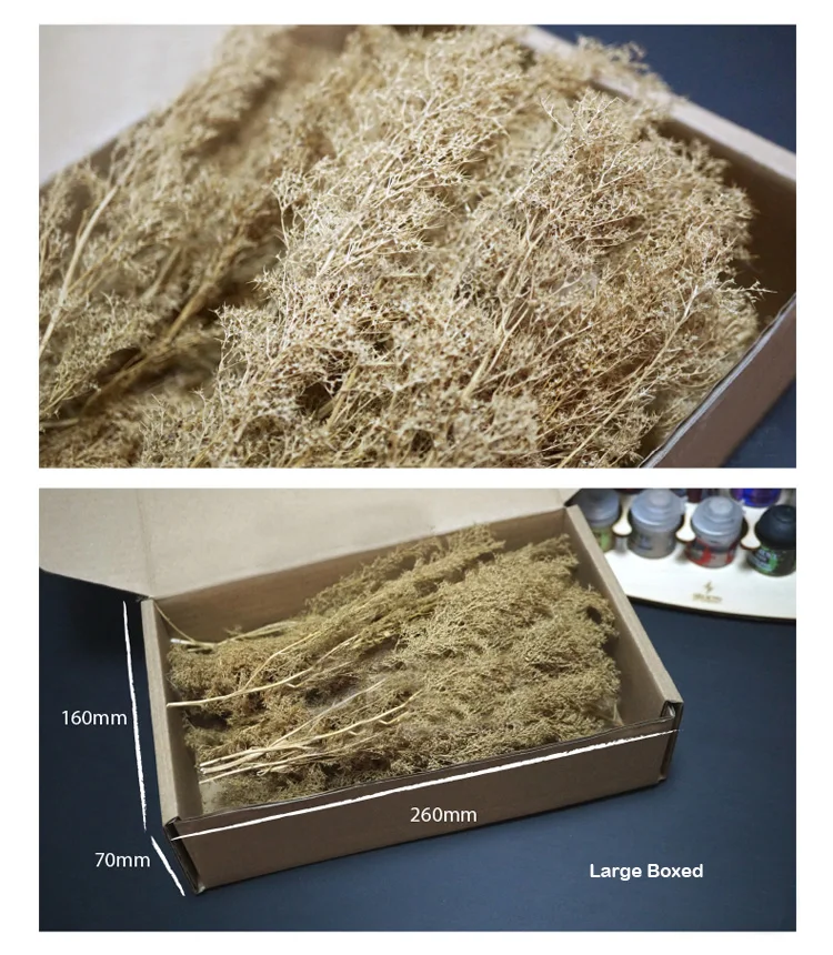 Miniature Chenopodium Spinosum Model for Dioramas 4 Miniature Chenopodium Spinosum Model for Dioramas - Image 4