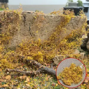 S52e8b27a52344eb097fcd3f6edbbc76cK