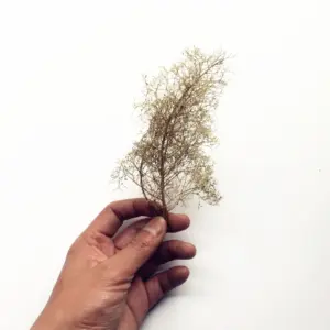 S54a3f1ba127e4819b13ea23f68989581f