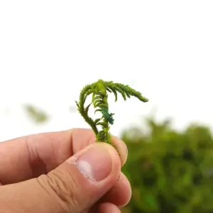 Sc12973d39362413490b486c0801cafabZ