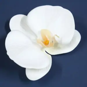 S1a0b425c95d6462293fb44b56aaae7d9J