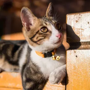 Sc36fa2a43f3f49b29c1b047f9a85d872y