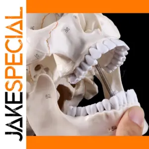 Realistic Life-Sized Human Skull Model