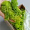 Artificial Green Moss for Decor Projects