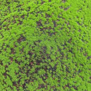 Miniature Wetland Moss & Turf Model 10x10cm 10 S5c4cb7c94cf749f78373999fb4da43a9O