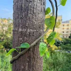 S5ff0916689d142b3bbc3533b2241ef94N 1