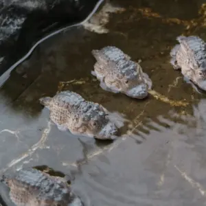 S727845677c104a69864be729bb5cd1f3b