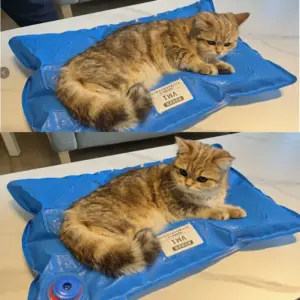 Blue Veterinary Surgical Support Mat 8 S7f3305041e494ecba5ca884fffb220de7