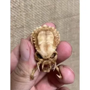 Deformed Alien Skull Miniature Set for Collectors 13 Sb53581b65a0a4ba5a93167d02b8b42d1j