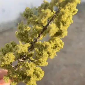 Miniature Realistic Pine Tree Model 8-14cm 13 Sbb129b83439c4d5593f077f2007faf3fC