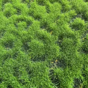 Miniature Wetland Moss & Turf Model 10x10cm 12 Sbf50b734cbfd442888c96ee0c9a4f411j