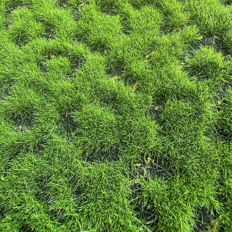 Miniature Wetland Moss & Turf Model 10x10cm 6 Miniature Wetland Moss & Turf Model 10x10cm - Image 6