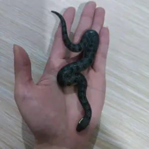 Sd8cc76d915ad4c4b8716575462d7dd2dp